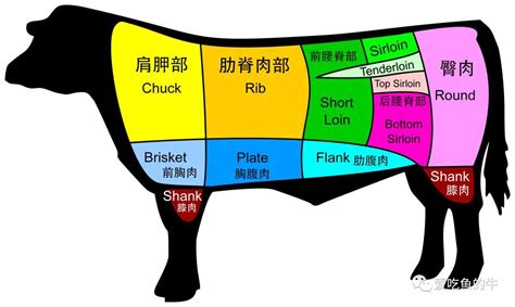 牛肉位置|牛排部位详解，让你像屠夫一样熟知牛肉的终极指南（。